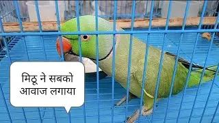 Best talking parrot in indiaThe parrot called the family।मिठू ने पुरा परिवार को बुलाया@parrotspecial