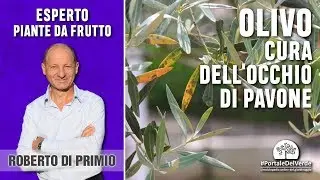 Malattie dell'olivo: l'occhio di pavone