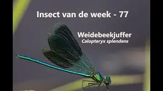 Insect van de Week 77: Weidebeekjuffer