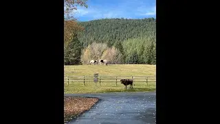 Triple Creek Ranch Virtual Presentation