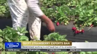 Egyptian government working to end Saudi ban of its strawberries