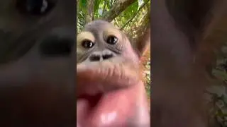 Beso para ti! #shorts #monkey
