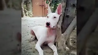 Gull Terrier of Pakistan - Extreme Level