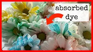 💐 Transpiration and How Flowers Absorb Dye