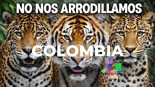 NO NOS ARRODILLAMOS  Himno Soberanía Nacional 2026  co