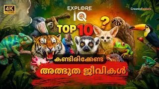 ലോകത്തിലെ ഏറ്റവും വിചിത്രമായ 10 ജീവികൾ | Top 10 Rare Animals in Malayalam | Explore IQ