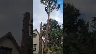 Abattage d'arbres #&eacute;lagueur #grimpeur