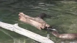 Three baby otters growing up