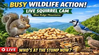 Cold Winter Afternoon at the Stump ❄️ Live Squirrel Cam | Blue Ridge Mountains