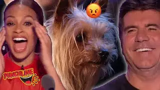 This Dog Goes CRAZY On Britain's Got Talent!