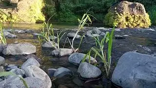Tranquil Mountain Stream | Water Flow ASMR for Study & Calm