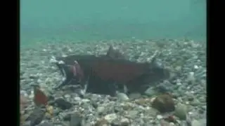 Coho salmon spawning act