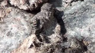 Picture-winged Fly (Ulidiidae: Chaetopsis) Behavior