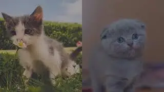 TOP 10 Cutest Cat Names For Male & Female!