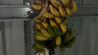 Ya estan casi listos 