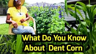 Growing Dent Corn ‼️