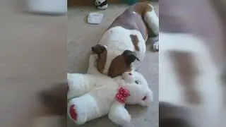 Family starts petition to free dog from Animal Control