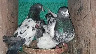 HIGHFLYING BREEDING PROGRESS HINDI|URDU