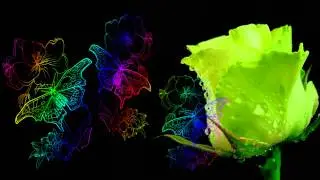 Фон для видеомонтажа Бабочки и роза HD Video Background