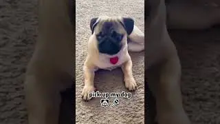 #PugLife 🐾#CutePug 😍#FunnyPug 😂#PugLove 💕#PugShorts 🎥#DogShorts 🐶#PugVibes ✨#DogLovers ❤️