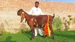 Biggest  Goats Ever - Famous Goats Of MGF Goat Farm