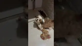 #shihztu#youtubeshorts