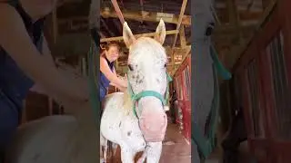 Appaloosa Auction Horse Makes a HUGE Transformation 🤯  #auction #horselover #transformation