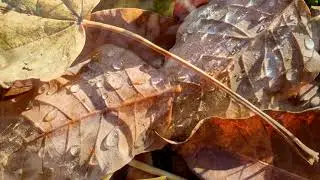 Crystal Music Meditation | Autumn Leaves