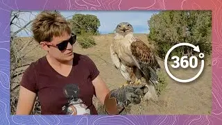 Обучение рыжего ястреба с Nature's Educators | Дикая природа в формате 360 VR
