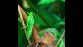 Watch a Pygmy marmoset completely fascinated by an insect in this clip from 