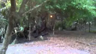 F.F.S. forestry bulldozer in action