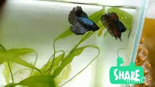 Pairing ohm Vampire betta (named by me 😇) with black aggressive female.
