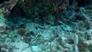 Spotted Drum seen while snorkeling Belize's Turneffe Atoll