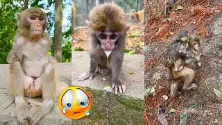 Baby monkeys always face danger in the jungle, getting hurt and bullied by bad monkeys