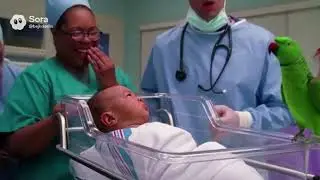 🦜🤣 Unbelievable Parrot vs Cops & Doctors &ndash; The ROAST Compilation You Can&rsquo;t Miss! 😂🔥