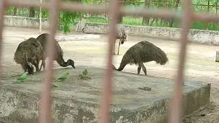 Deer safari , tiger park,and mini zoo in bathinda, Punjab