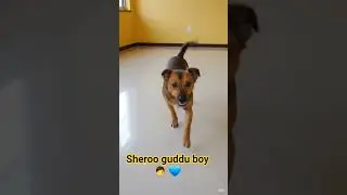 sheroo guddu boy 👦 💙 #1212 #funny #life mai kami #saram #sanam #shorts