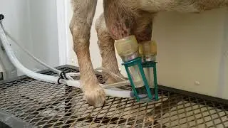 Bucket milking system part 2