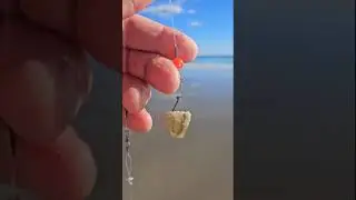 OP Bait Soak Surf Fishing!