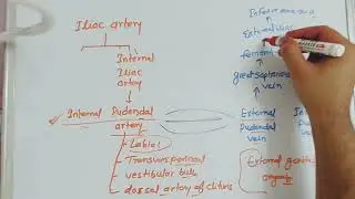 Female External Genitalia Blood supply | Pudendal artery and vein | OBG