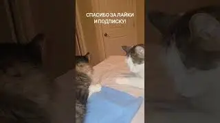 Do you know this problem and need your advice/USA/Вам знакома такая проблема,нужен совет/ #shorts