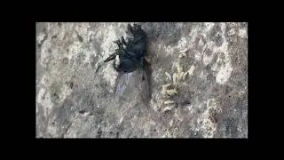 Flesh fly laying maggots
