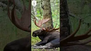 Majestic Moose King of the Autumn Forest! #alaska #wildlife #moose