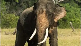 Sri Lankan Elephant Sound Effects