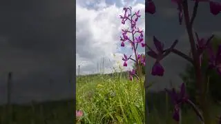 Wildflowers Follow Wildfires 🌿 Nature Pages #guidebook #nature #plants #plantlife
