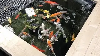 Koi Stock Tank in the Garage - Winter Update (Part 2 of 2)