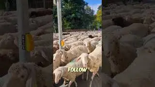Sheep herding🤯 #shorts