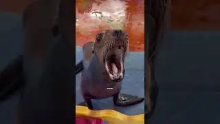 Goofy Ahh Sea Lion #viralshorts #fyp #cuteanimals #reccomended #blowthisaccountup