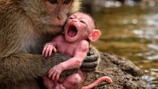 🔴 LIVE: Wow! Tiny Baby Monkey Walks &ndash; Cutest Moment Ever 🥹🐵