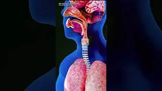 Why Does Food Come Out of Your Nose? #FoodOutOfNose #NasalRegurgitation #3DMedicalAnimation